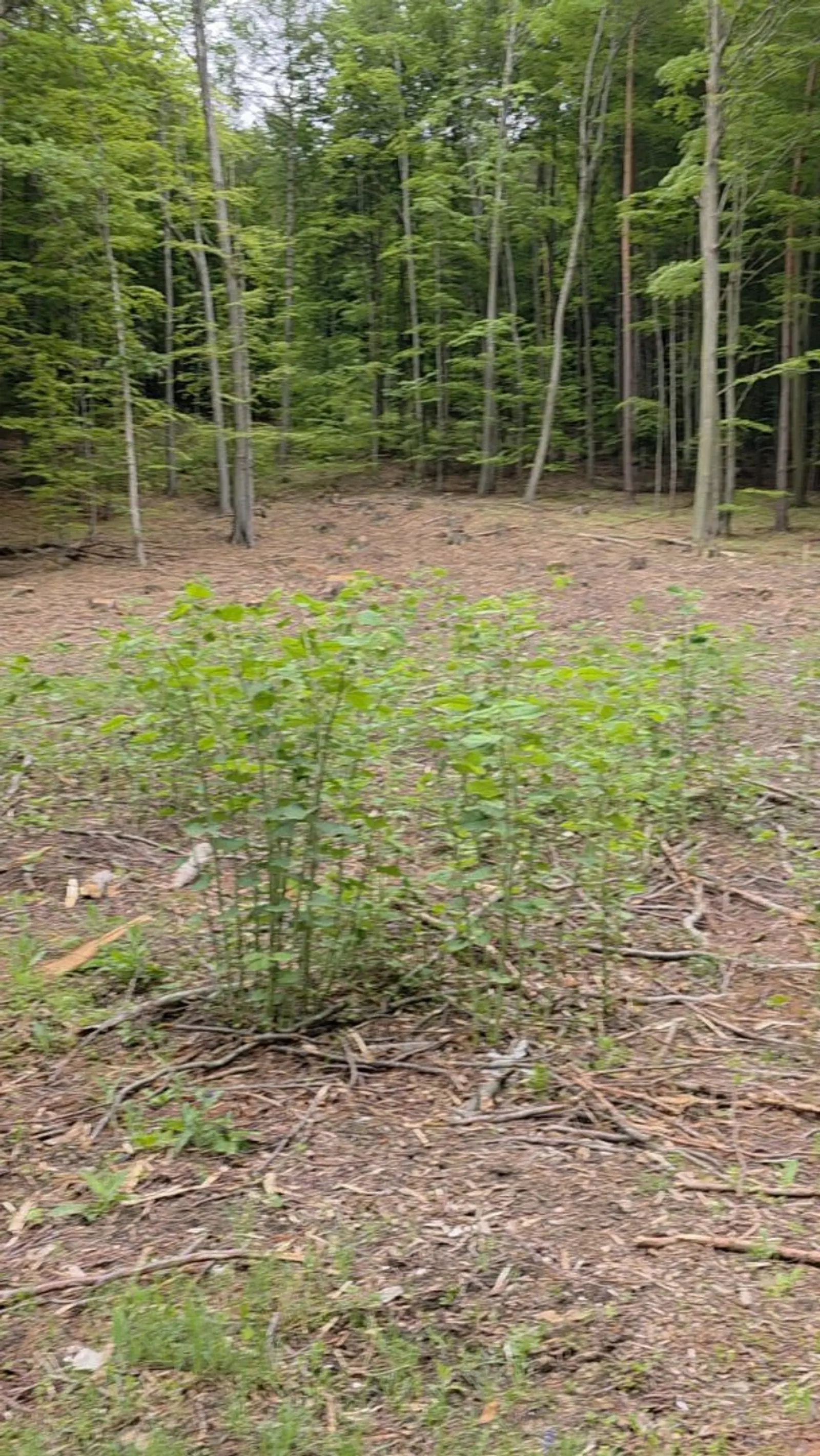 Rarität - Baugrundstück im Wald - keine Nachbarn